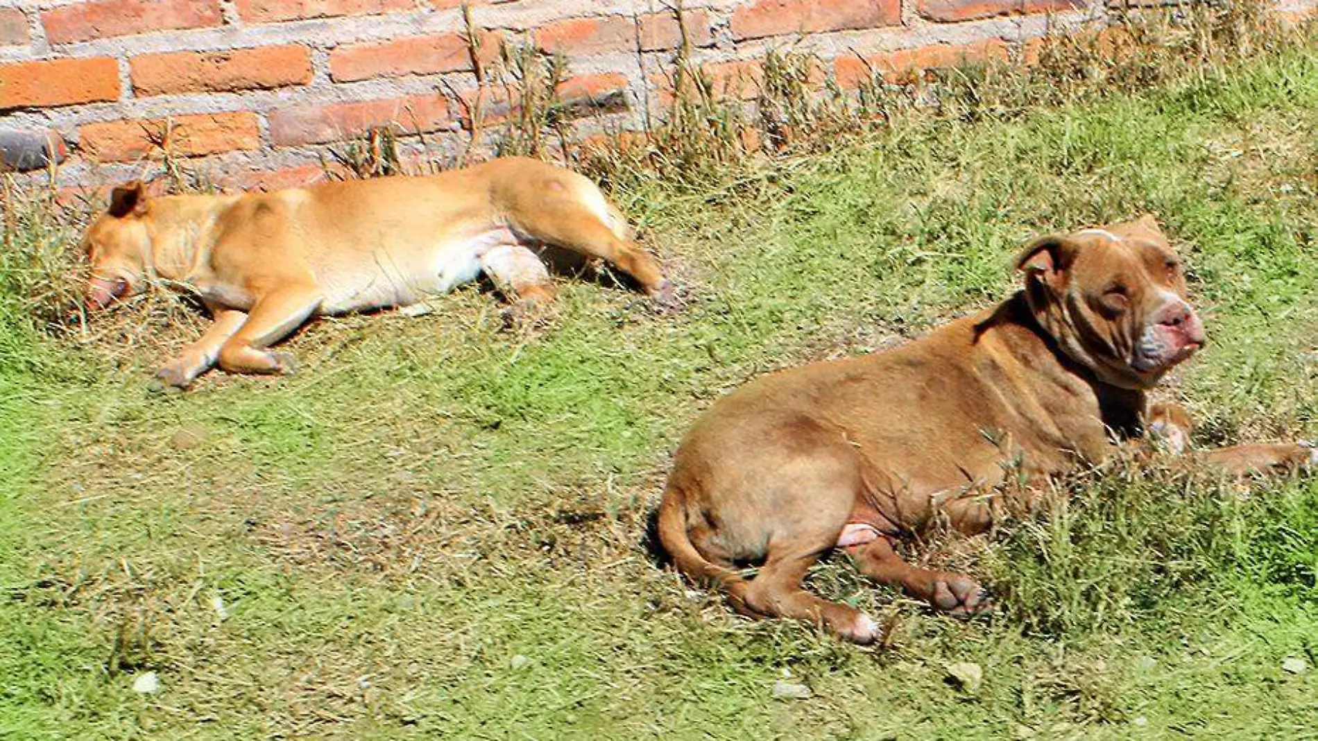 perros recostados en pasto